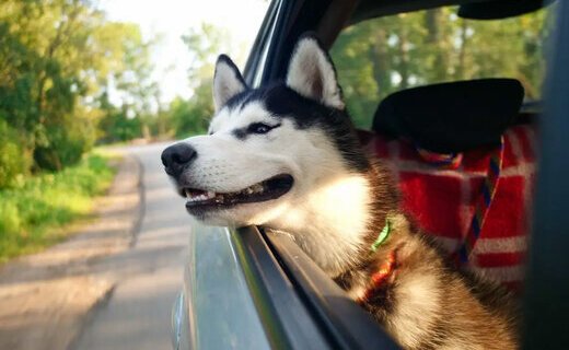 В штате Флорида (США) сенатор предложила запретить собакам высовывать голову или любую другую часть тела в окно автомобиля