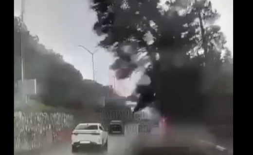 В сети Интернет опубликовали кадры падающего кипариса