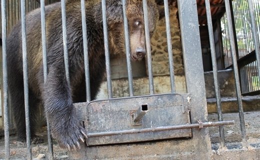 Жители микрорайона Гидростроителей рассказали, что обнаружили медведя