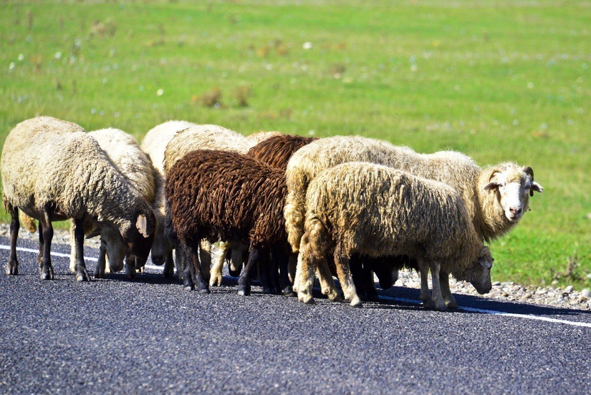 За дорогой приходилось следить внимательно. Встречных машин тут немного, зато есть встречные овцы и коровы. 